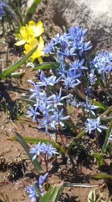 Konya’da doğa canlandı, kartpostallık bahar manzaraları çıktı 8